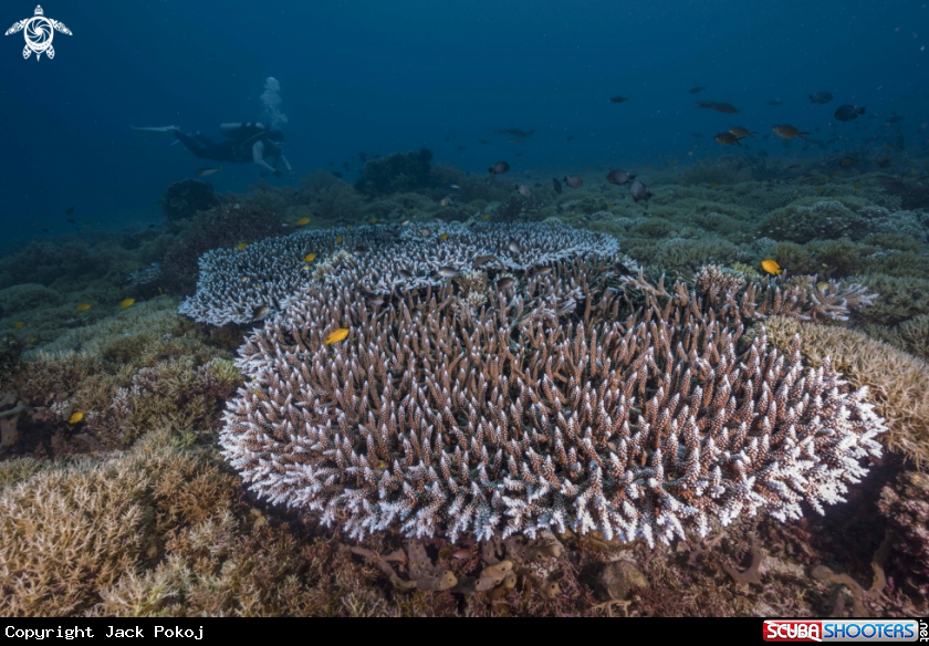 A Table Coral