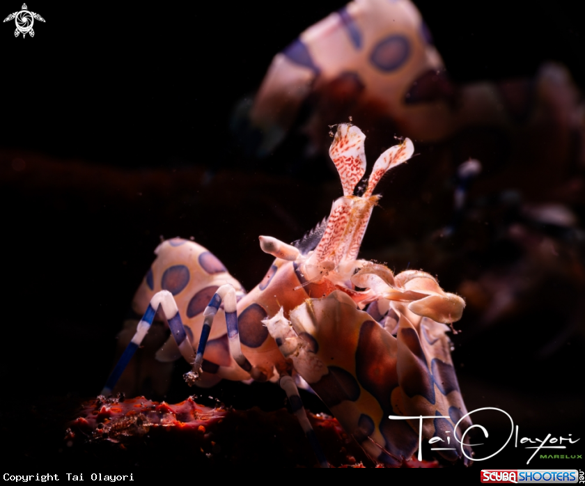 A Harlequin shrimp