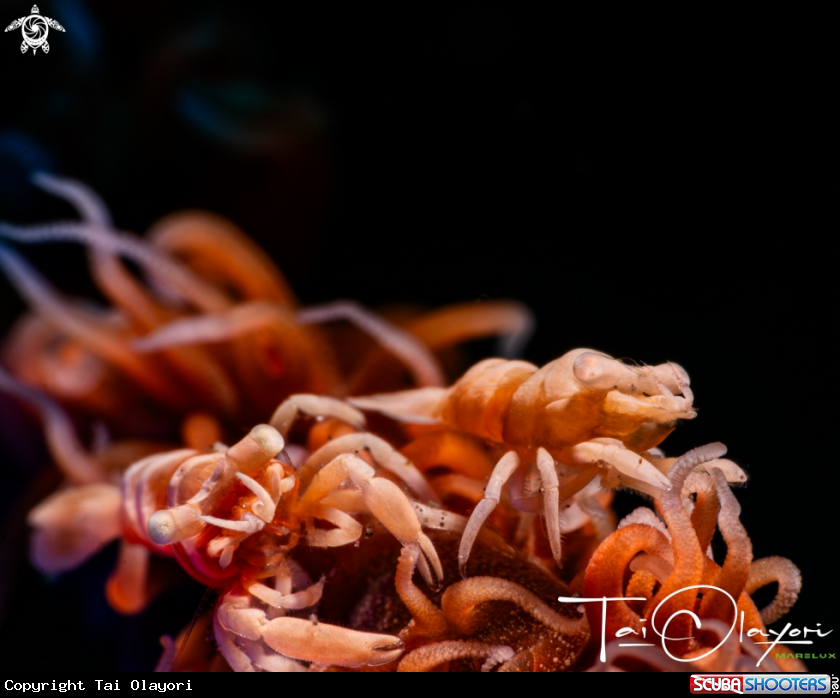 A Anker’s whip coral shrimp