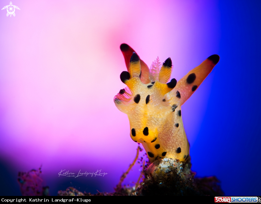 A Pikachu nudibranch 