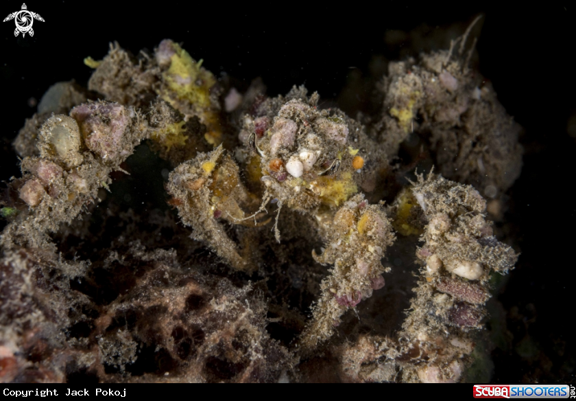 A Decorator Crab