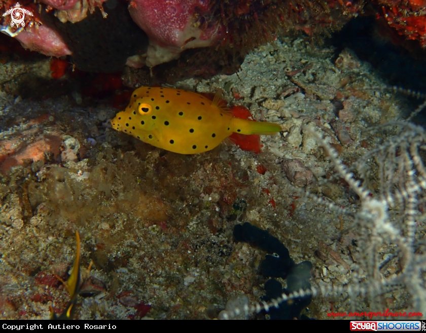 A Pesce scatola giallo  