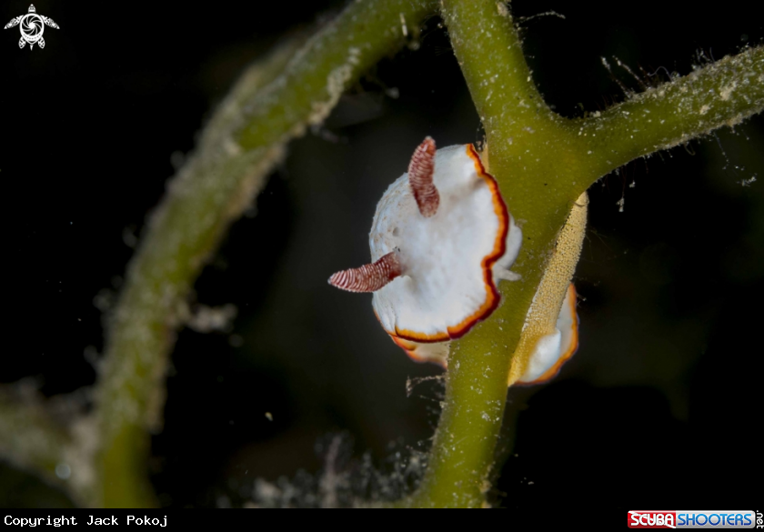 A Goniobranchus verrieri