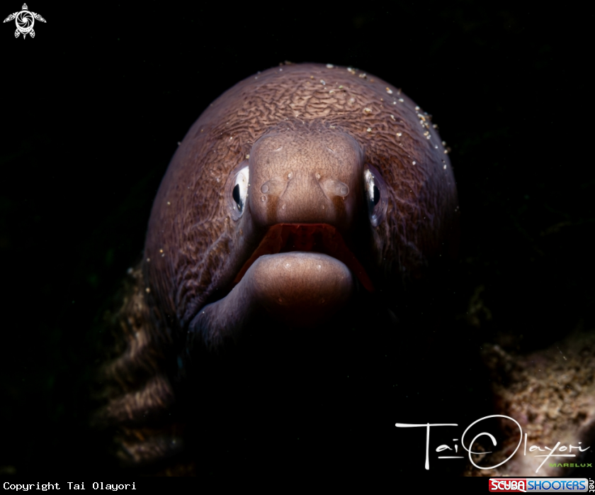 A Greyface moray eel