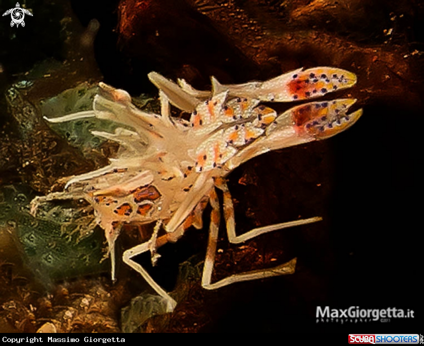 A tiger shrimp