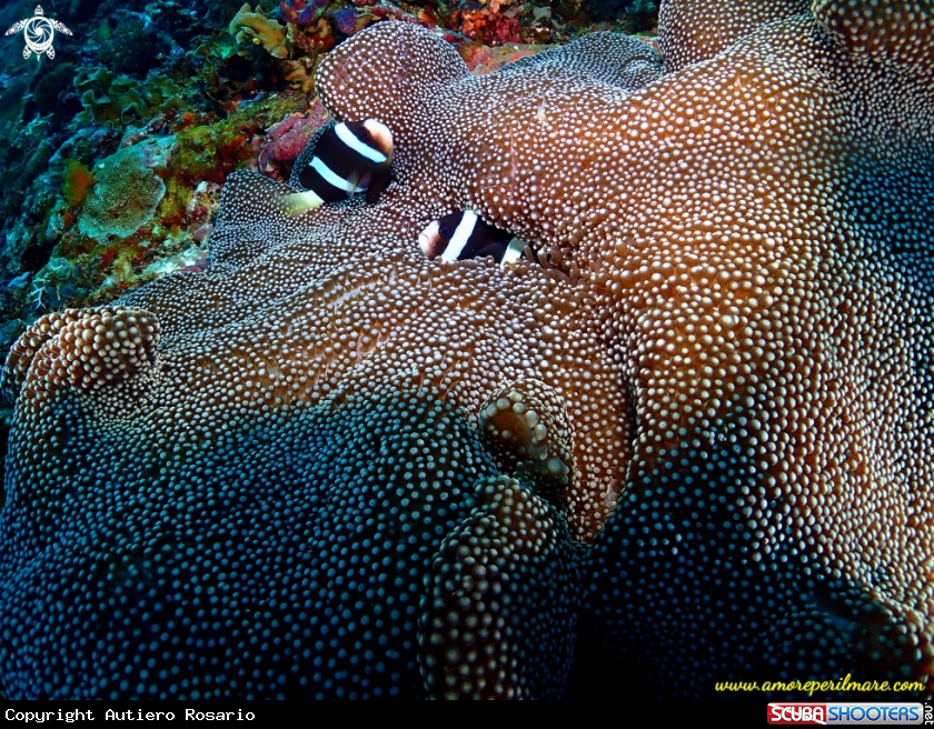 A Pesce pagliaccio in anemone 