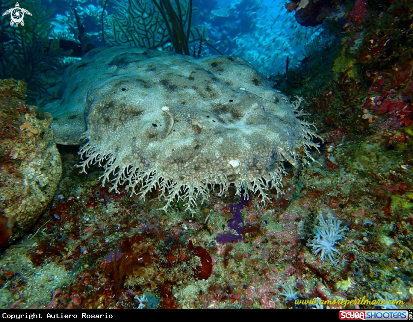 A Squalo tappeto wobbegong con nappe