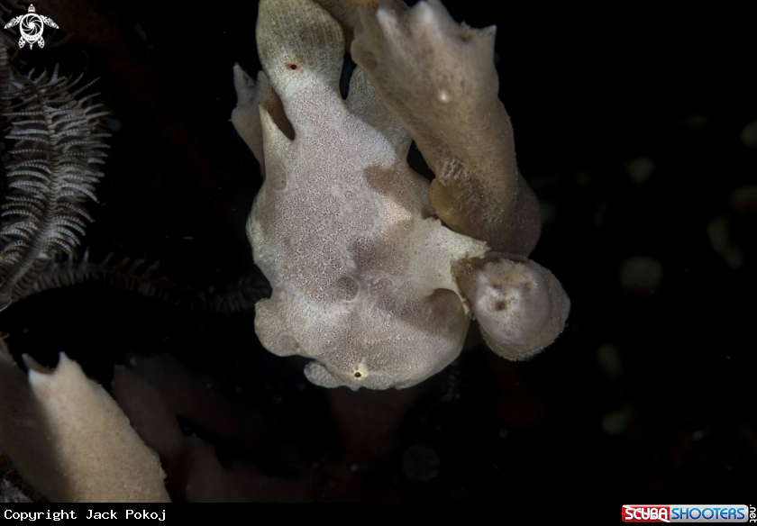 A Giant Frogfish