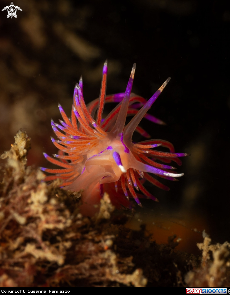 A Red Flabellina nudibranch