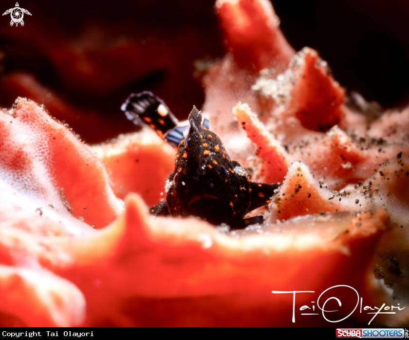 A Juvenile clown frogfish 