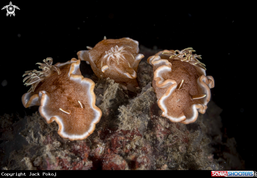 A Glossodoris rufomarginata