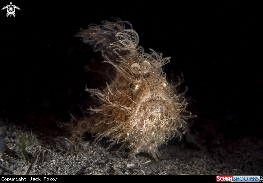 A Hairy Frogfish