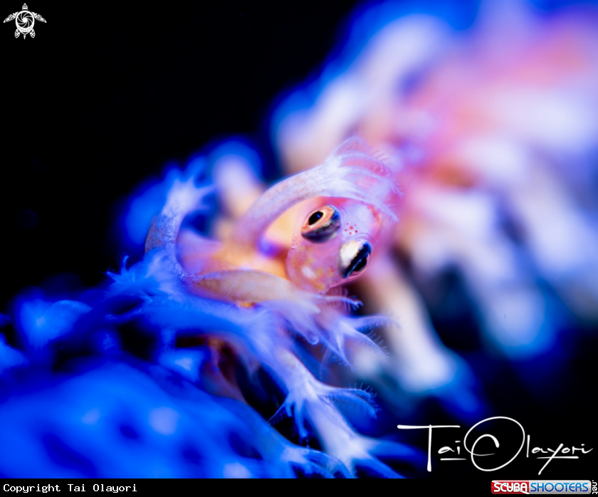 A Goby on a wire coral