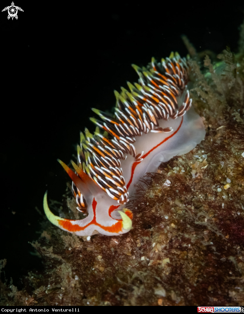 A Phidiana militaris nudibranch