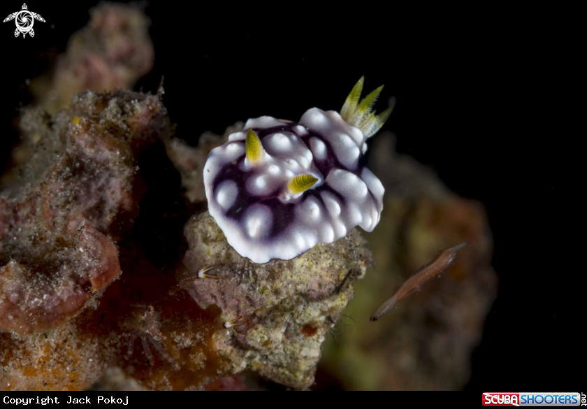 A Goniobranchus geometricus