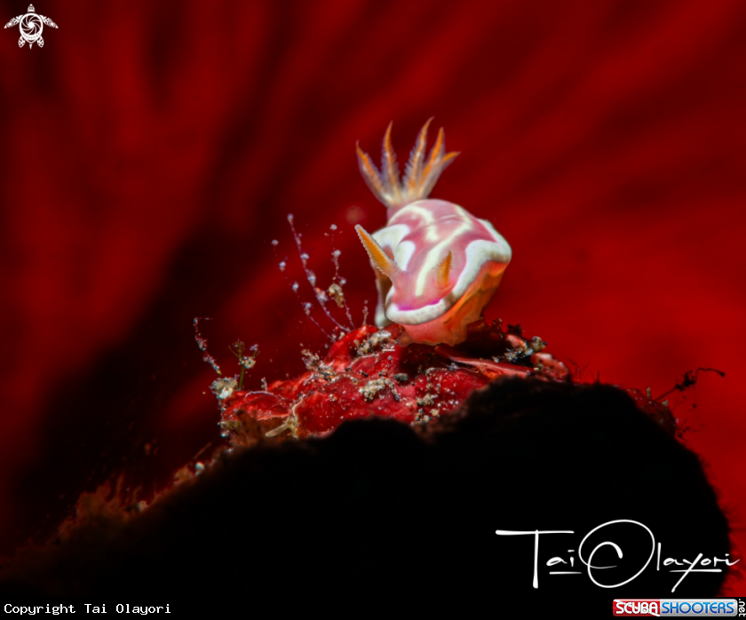 A Red-Lined Ceratosoma