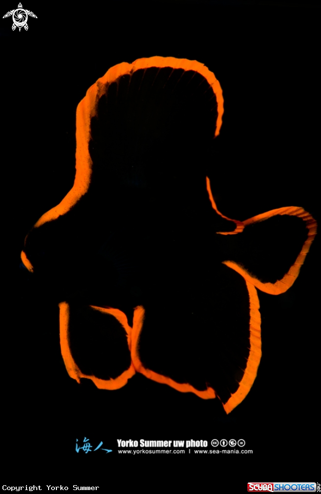 A Pinnate Spadefish Juvenile