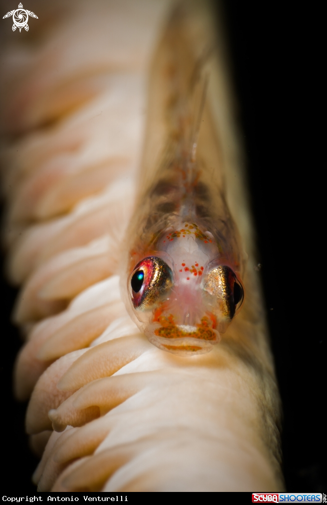 A Whip coral fish