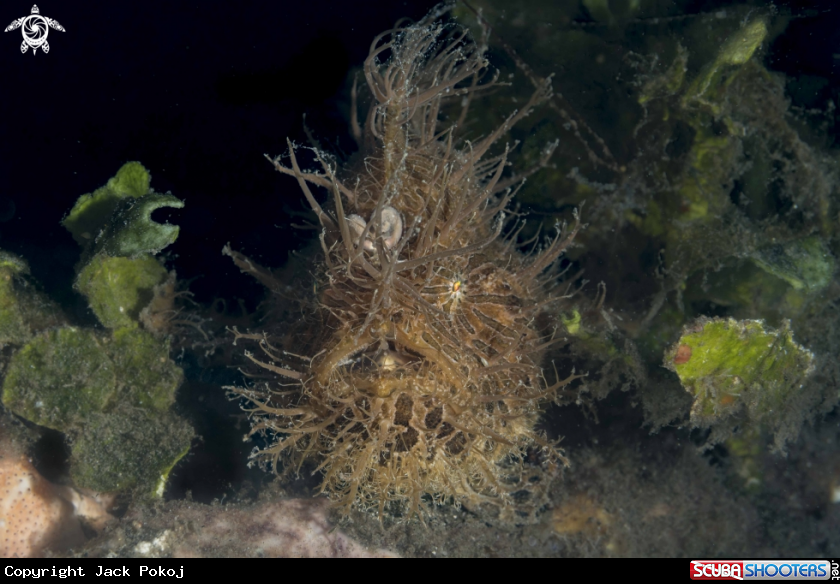 A Hairy Frogfish