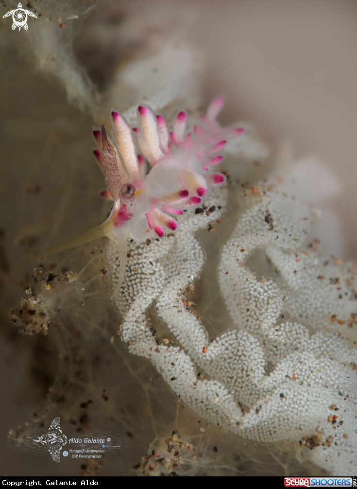 A Nudibranch