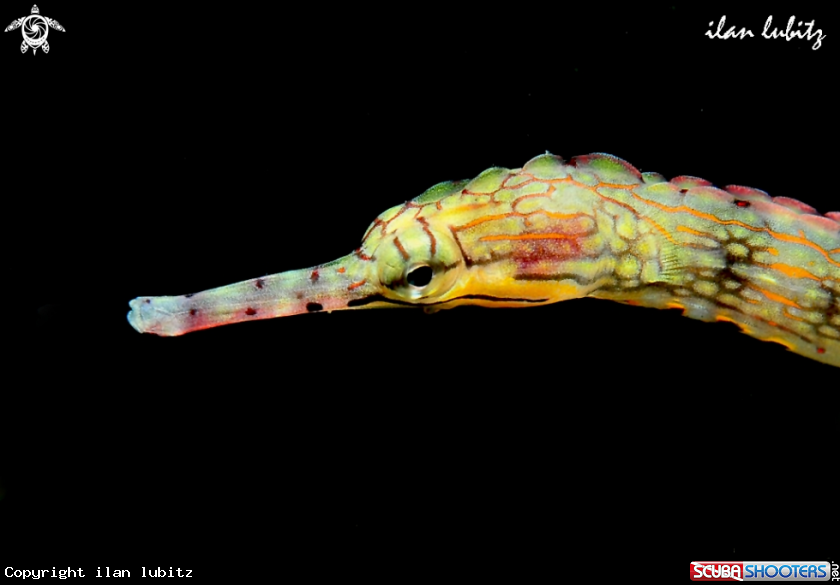 A pipe fish