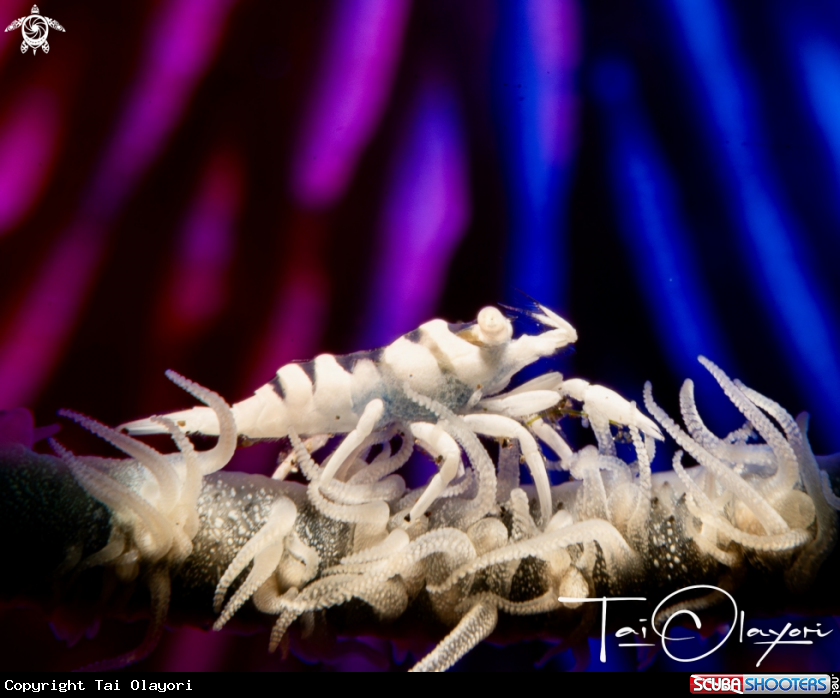 A Anker’s whip coral shrimp