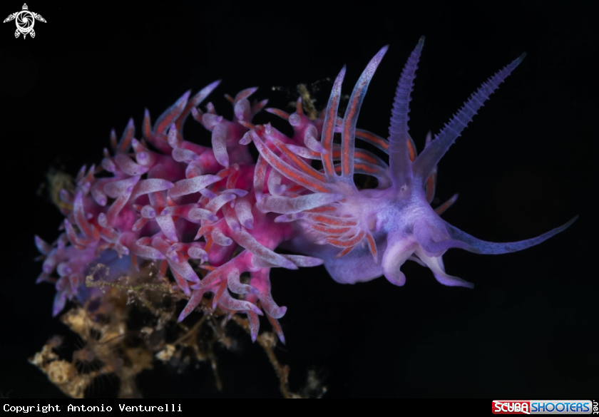 A Flabellina nudibranch