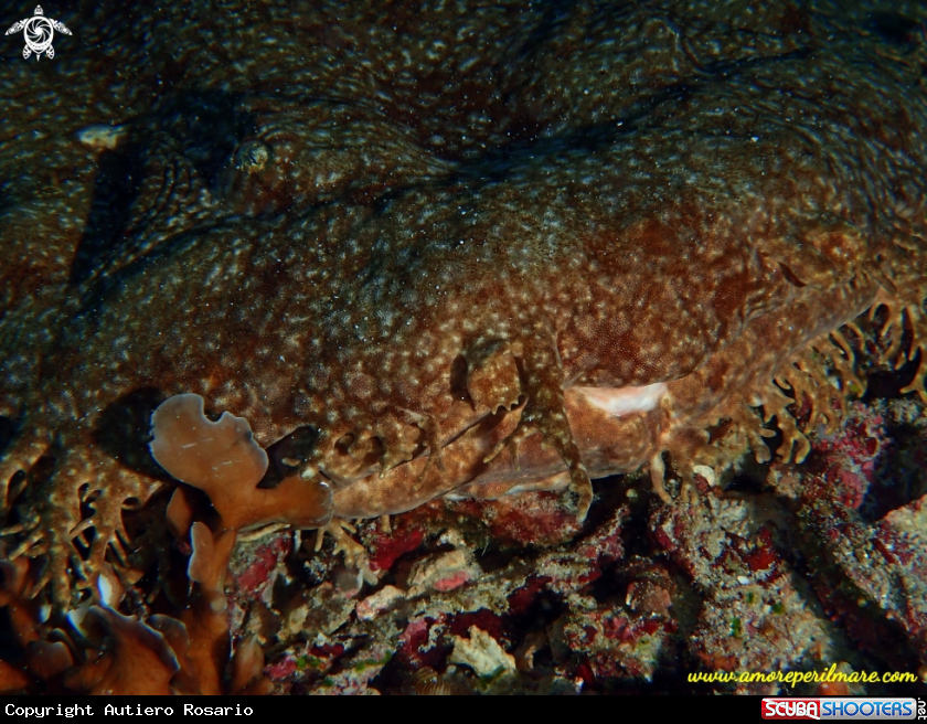 A Particolare di squalo tappeto, Wobbegong.