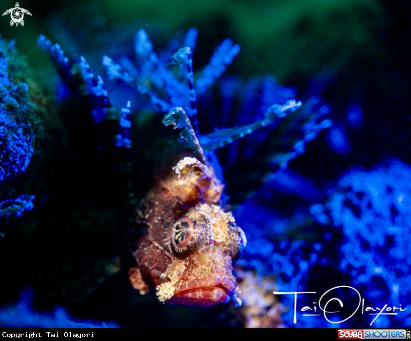 A Lionfish 