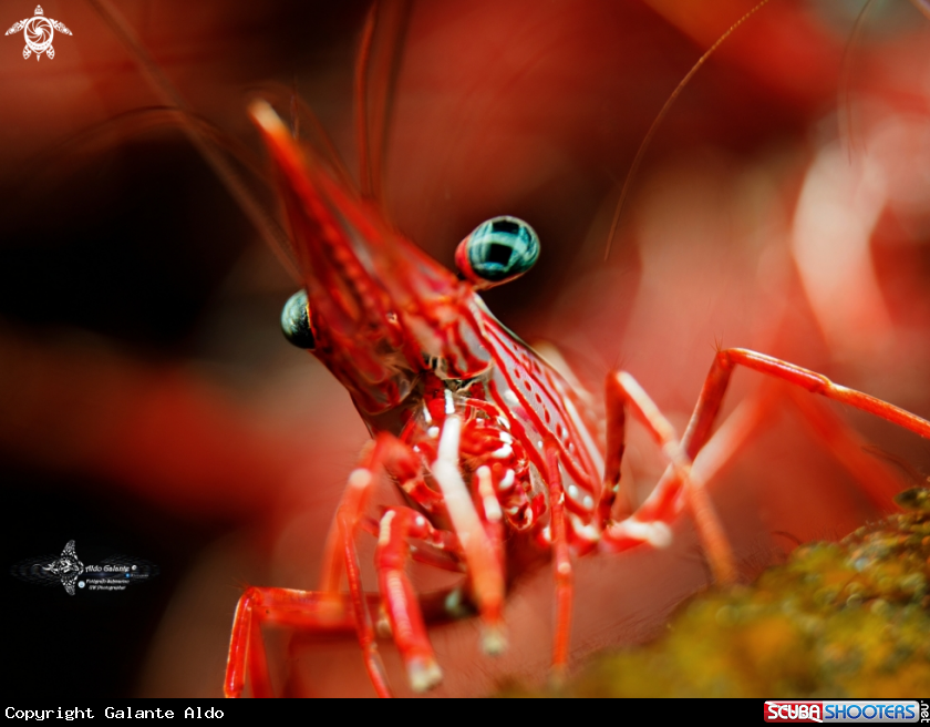 A Camel Shrimp 