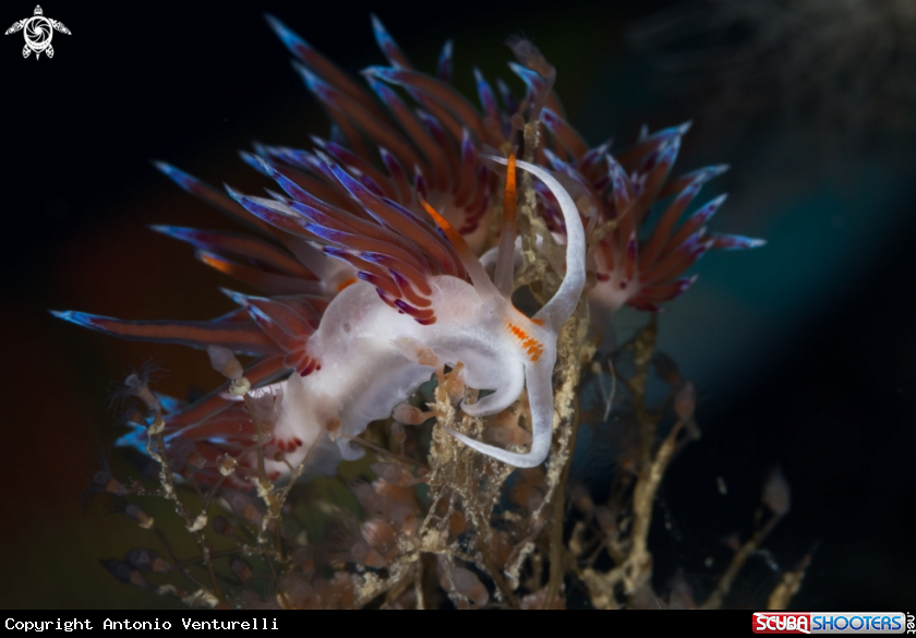 A Cratena peregrina nudibranch