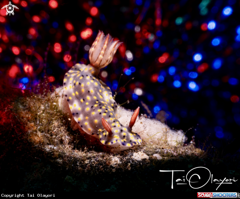 A Hypselodoris with eggs