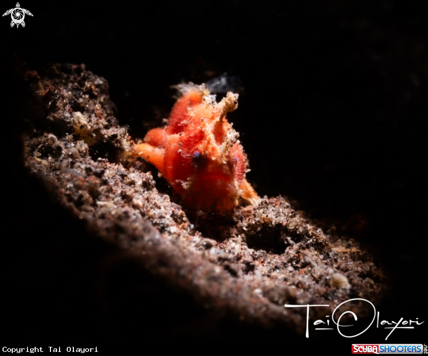 A Spotfin frogfish