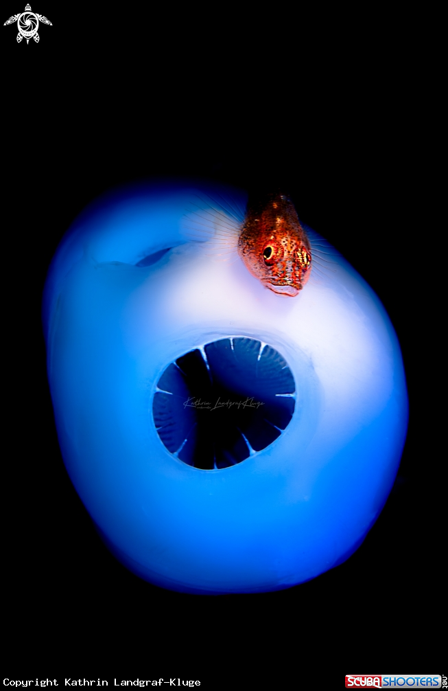 A GOBY ON AN ASCIDIAN 