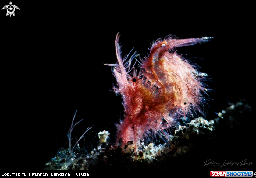 A Hairy Shrimp 