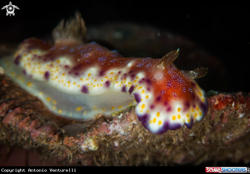 A Goniobranchus collingwoodi nudibranch