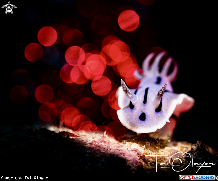 A Chromodoris willani