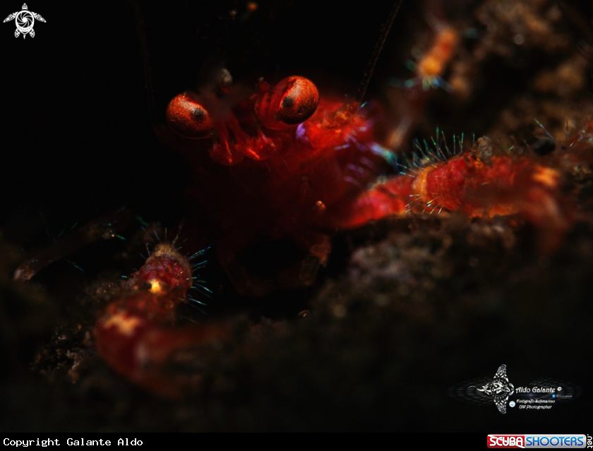 A Squat Lobster