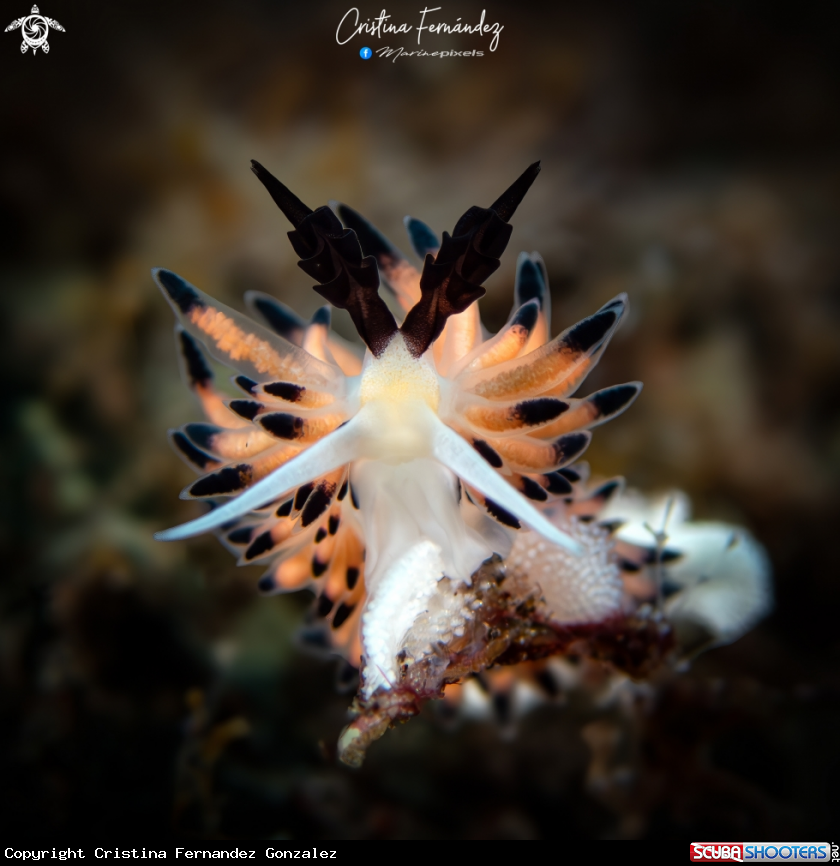 A Nudibranch