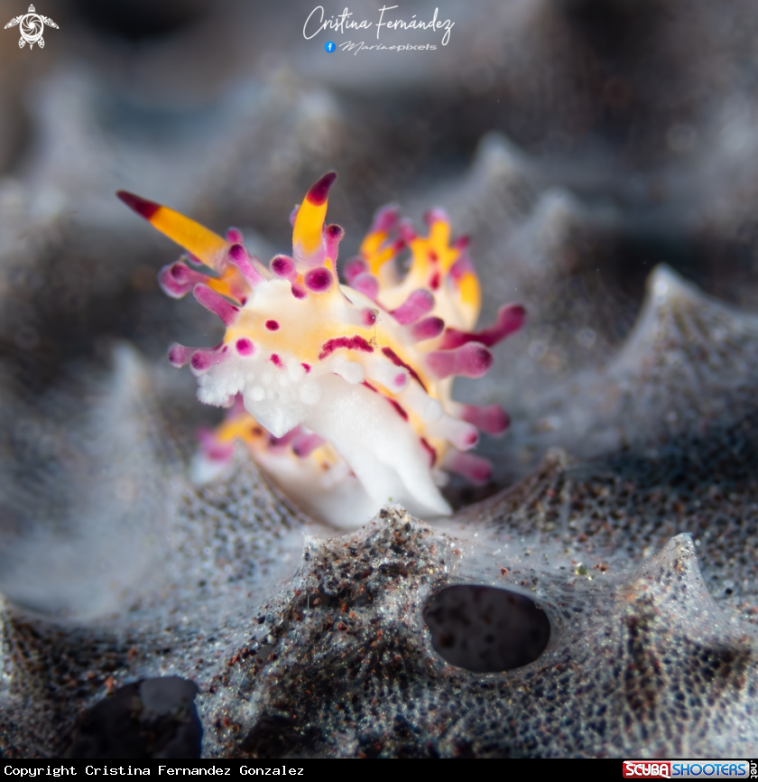 A Nudibranch