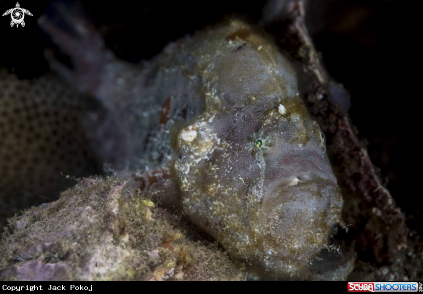 A Freckled Frogfish