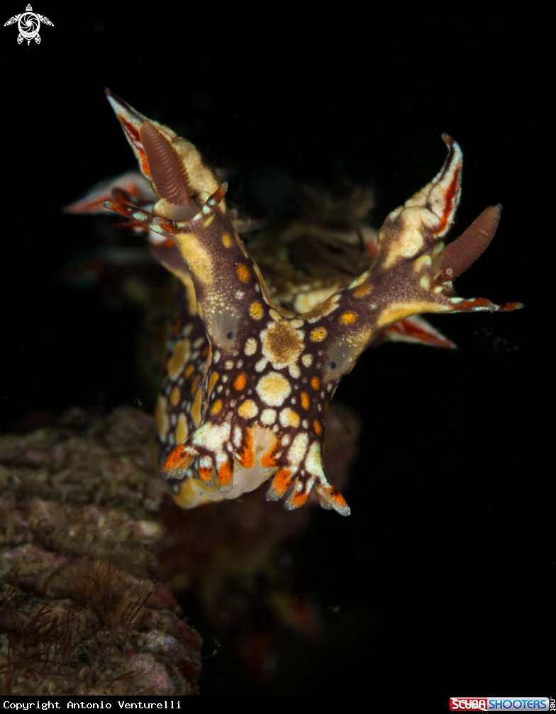 A Bornella anguilla nudibranch