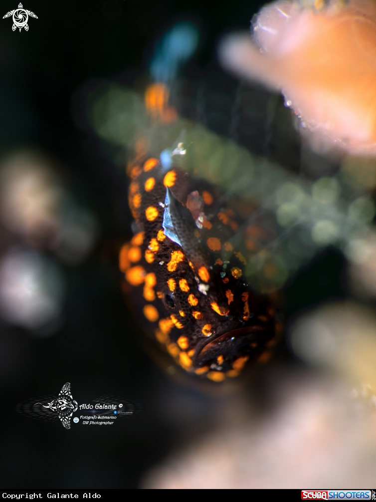 A Warty Frogfish Juvenile (15 mm. approx.) 