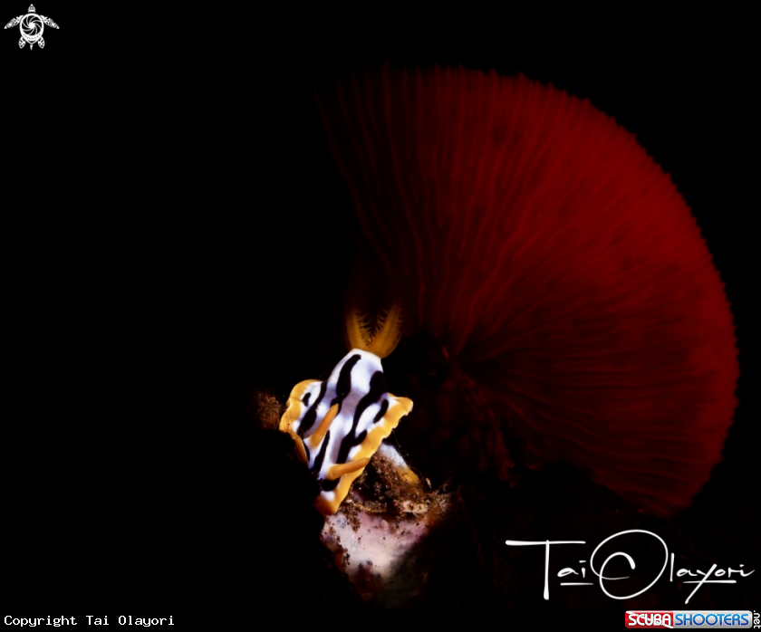 A Chromodoris annae