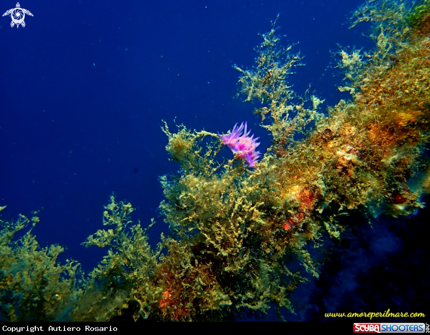 A Flabellina rosa su relitto del Cargo armato 