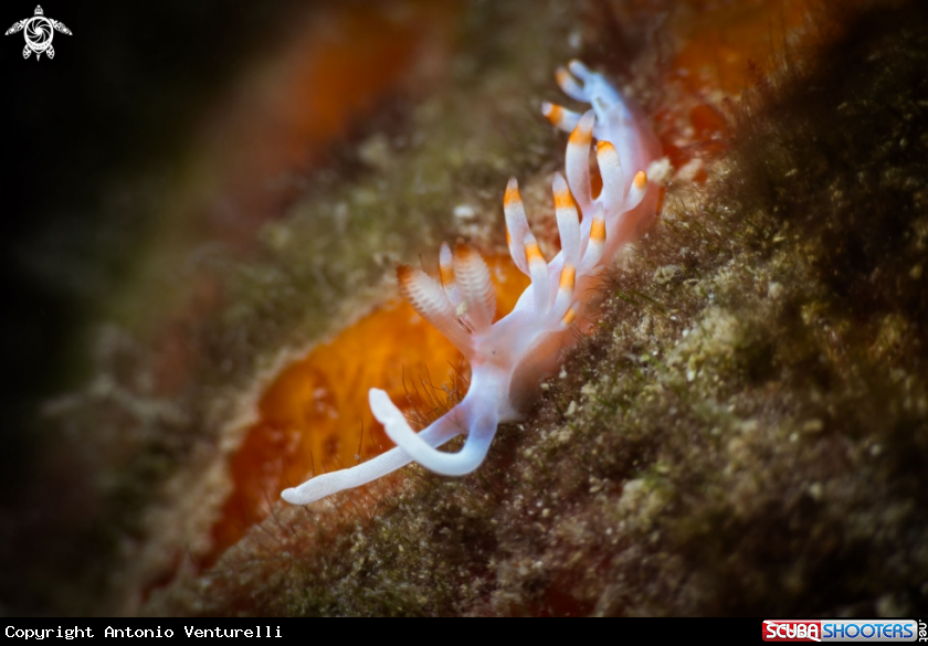 A Flabellina bicolor nudibranch