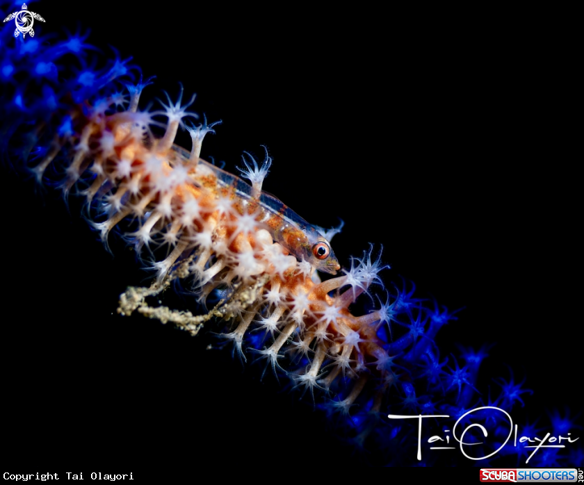 A Wire coral goby