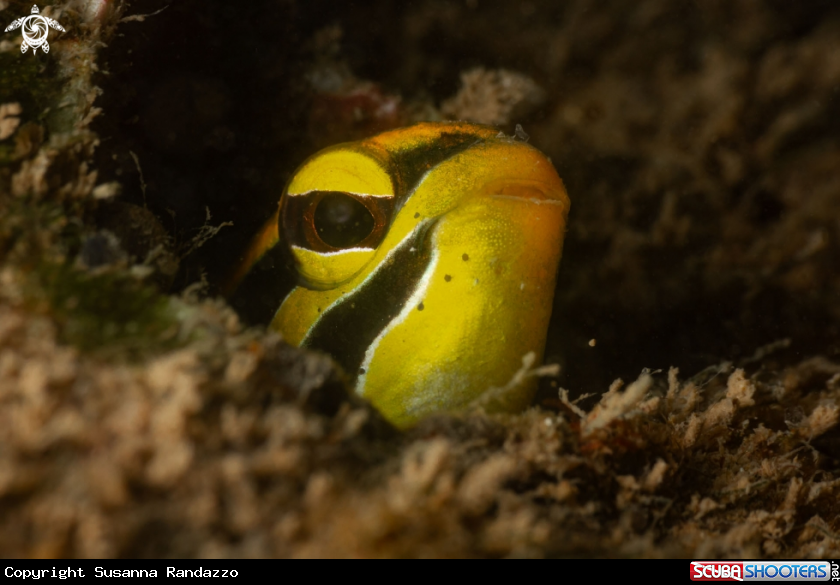 A Hector’s Goby (Koumansetta hectori)