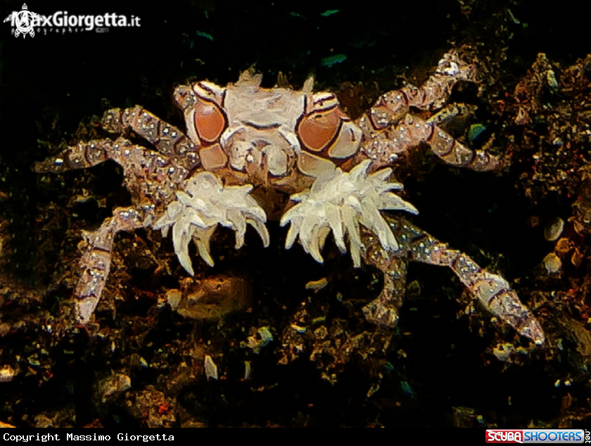A boxer crab