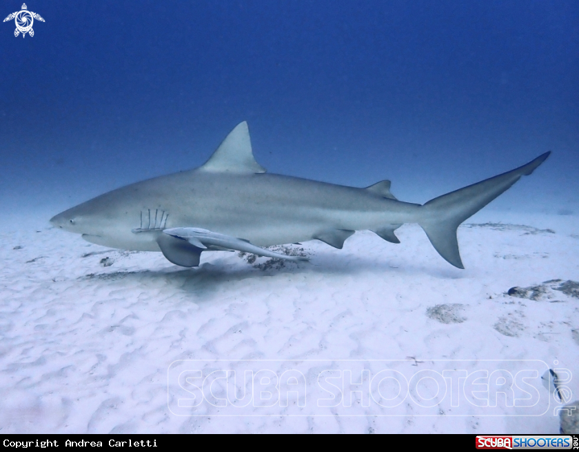 A Bull shark